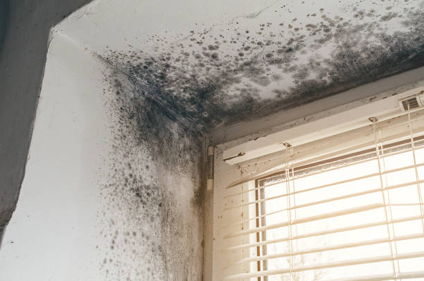 Affordable Attic Mold Remediation solutions in Tomball, TX