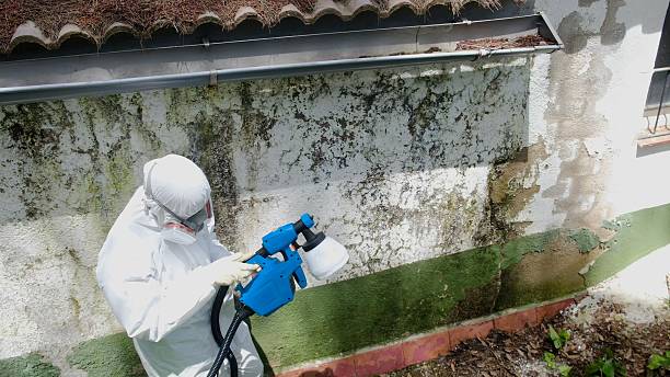Top rated local Attic Mold Remediation specialists in Tomball, TX